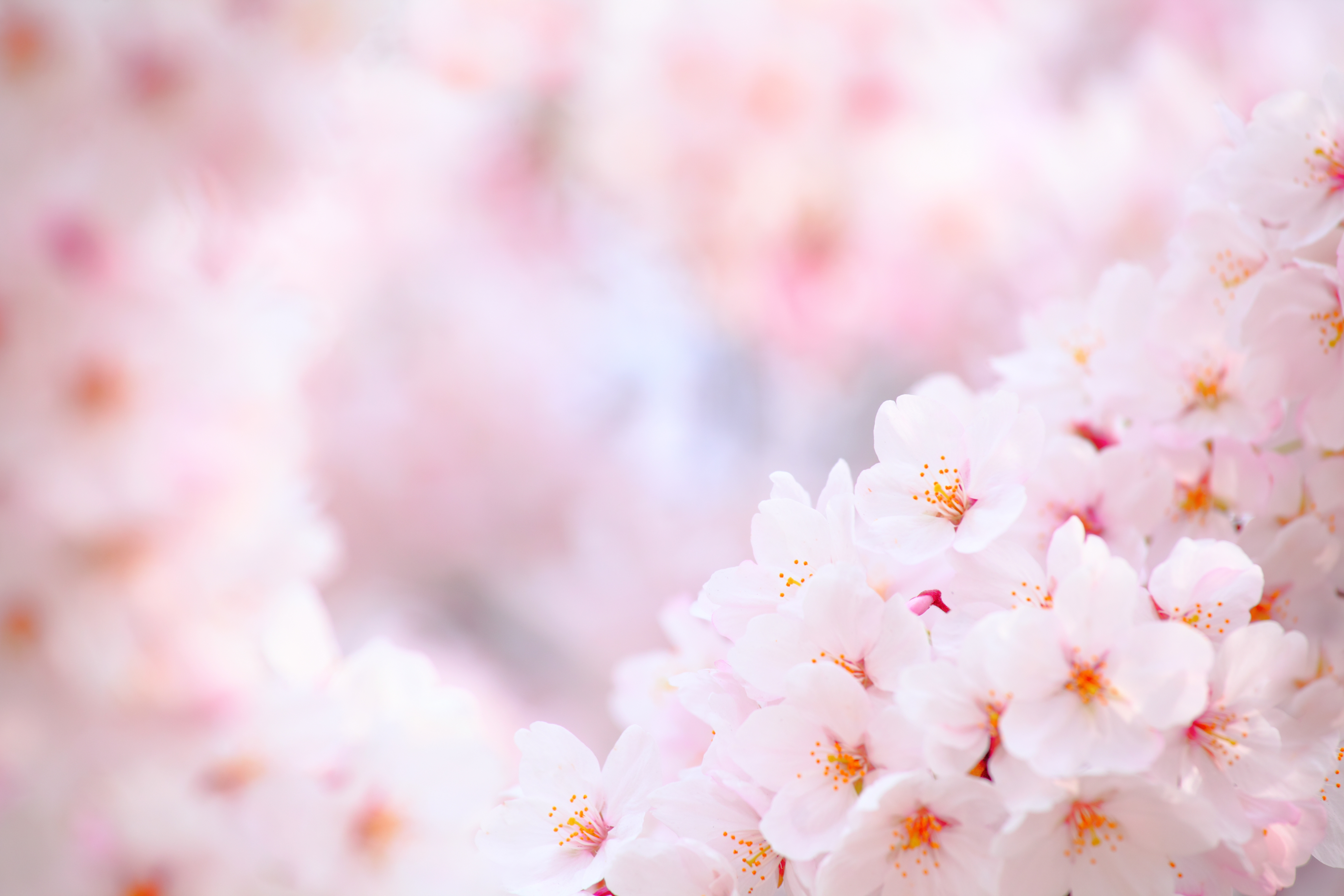 Sakura flower blossom