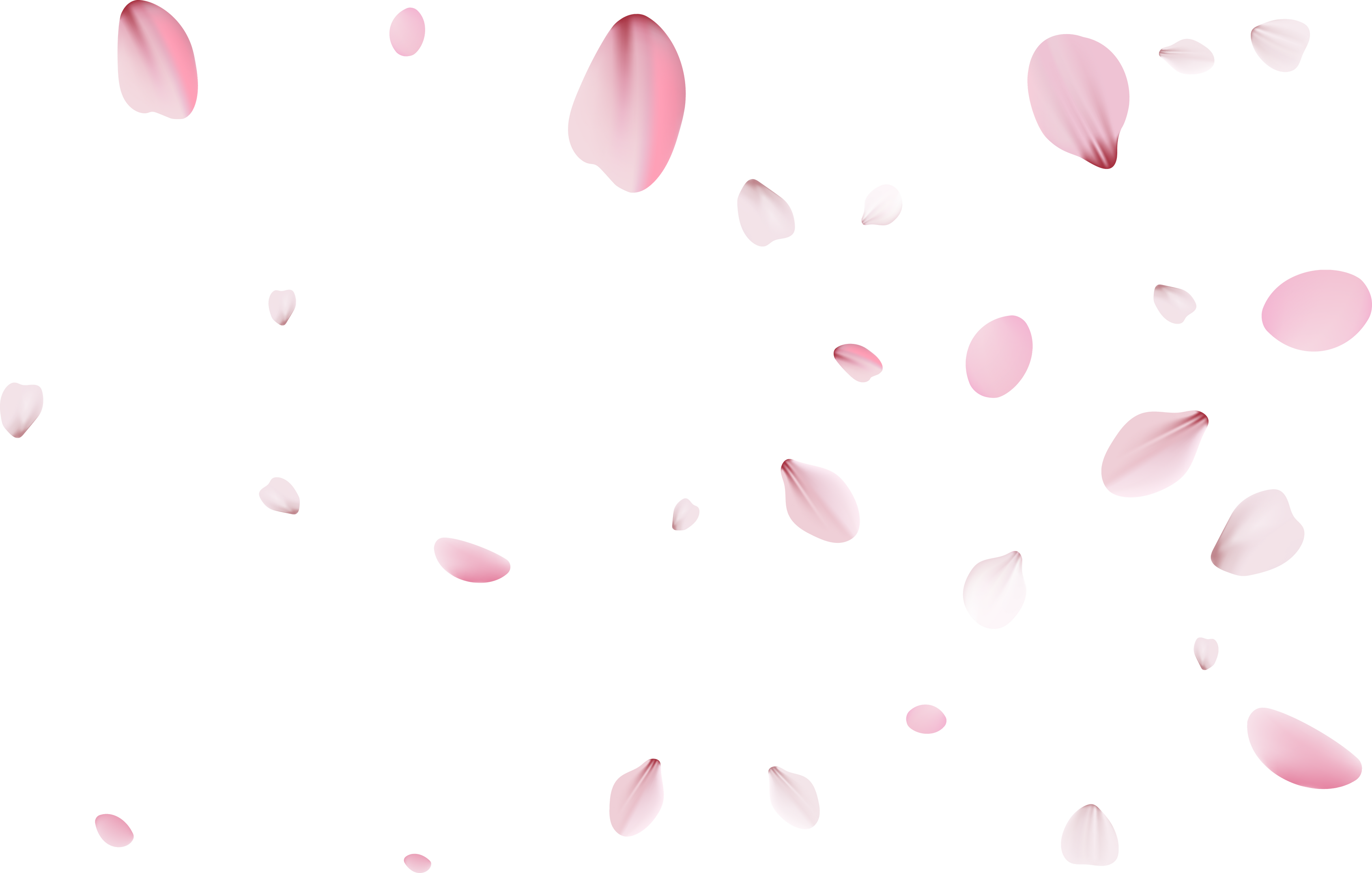 Sakura petals